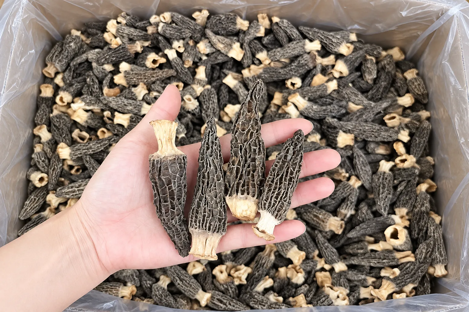 Nấm bụng dê khô Nấm Vinh Hoa