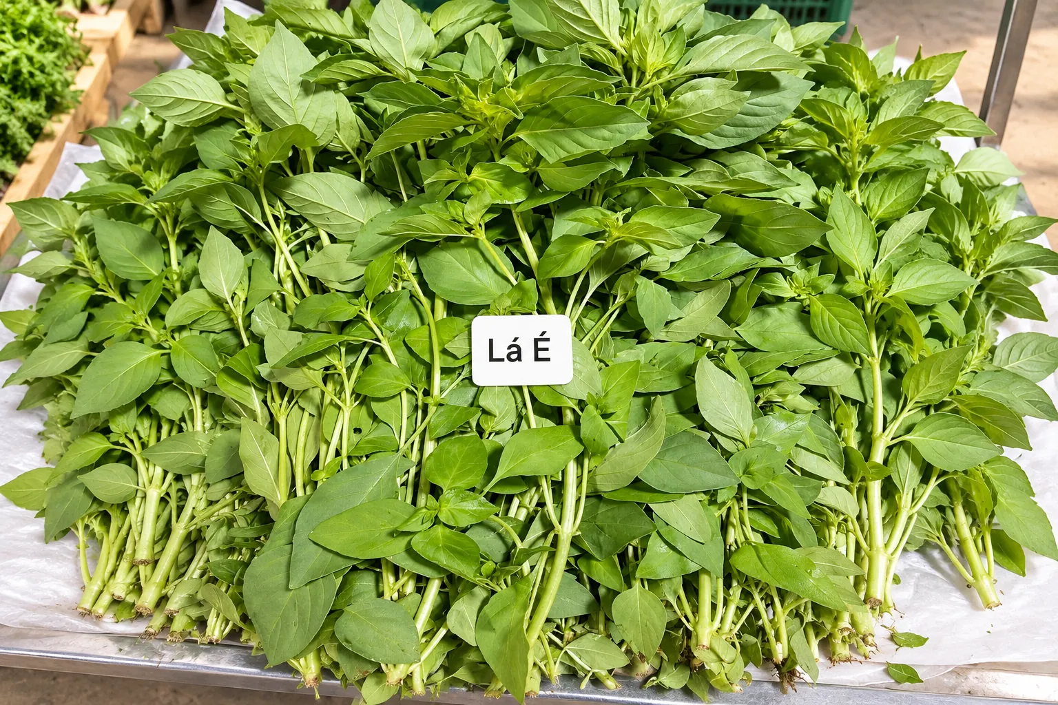 Lá é tươi tại Nấm Vinh Hoa