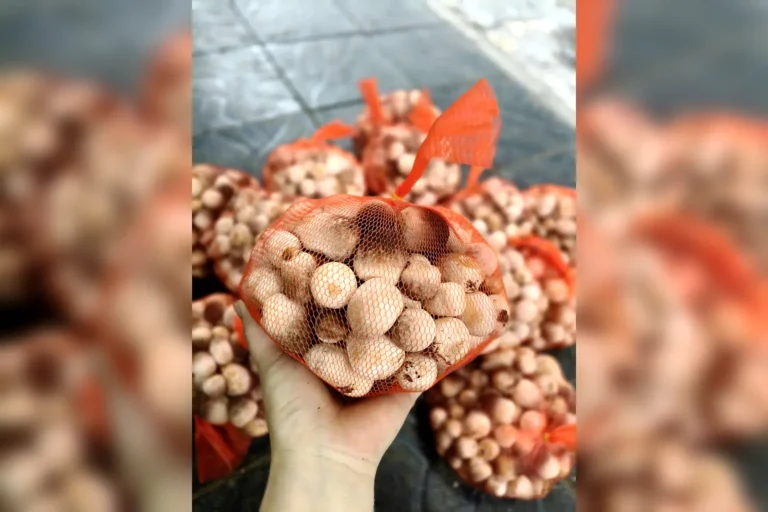 Nấm Rơm Tươi (Búp)