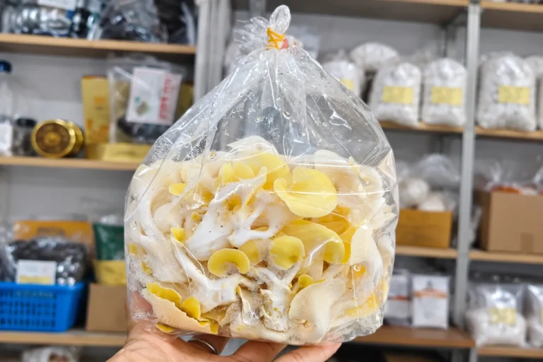 Nấm Hoàng Kim Tươi Nấm Hoàng Kim Tươi