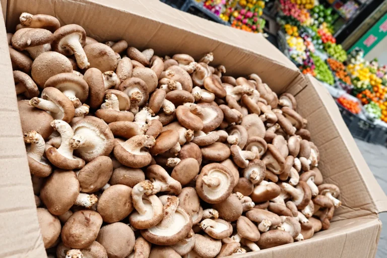 Nấm Hương Tươi – Nấm Đông Cô Tươi Nấm Hương Tươi – Nấm Đông Cô Tươi